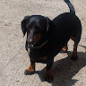 Meet your Posher, Bobbi